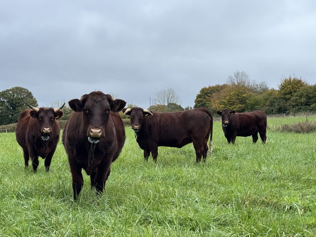 Sussex Cattle