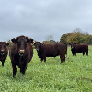 Sussex Cattle